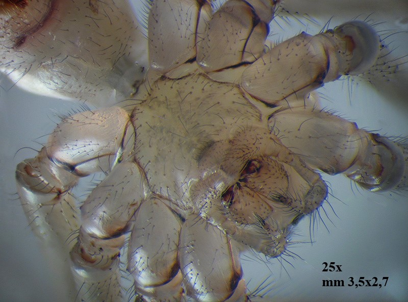 Pholcus phalangioides ?